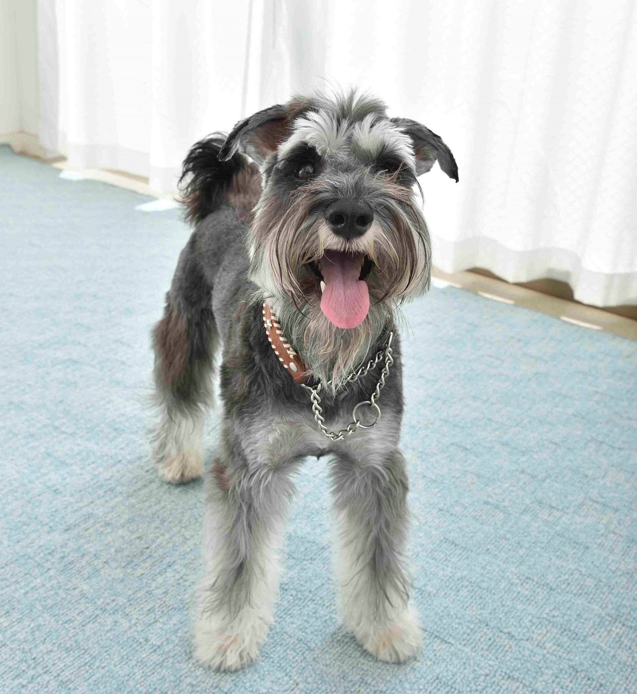アクティブで運動が得意 4つの犬種をご紹介 いぬのきもちweb Magazine アクティブで運動が得意 4つの犬種をご紹介 いぬのきもちweb Magazine