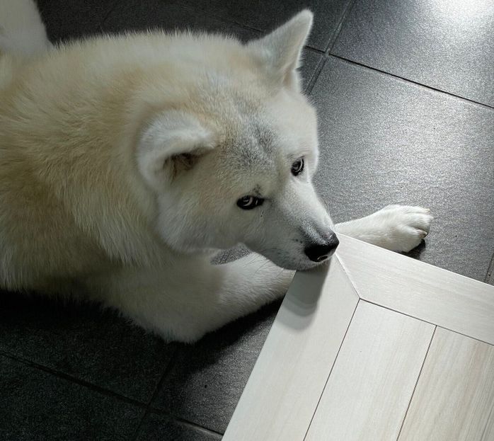 あご乗せをする凛太郎くん