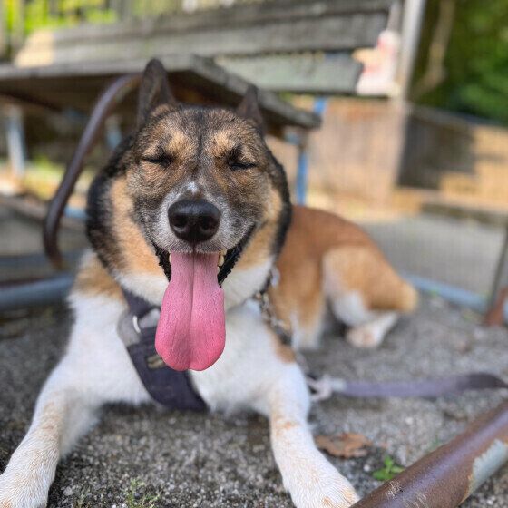 木陰で休む中型Mix犬