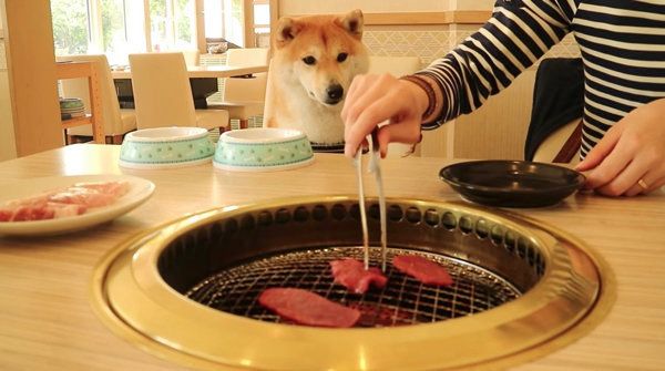 焼き肉を初めて食べる柴犬