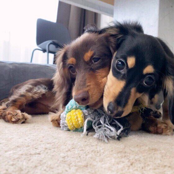 ダックスフンドの飼い主237名が答える 愛犬の好きなところ 感動エピソードには思わずじんわり いぬのきもちweb Magazine