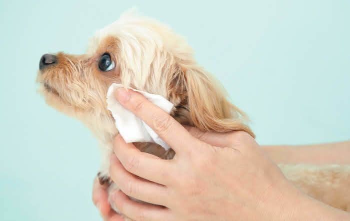 顔拭き中のミックス犬