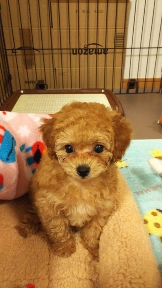 トイ・プードルのレイくん