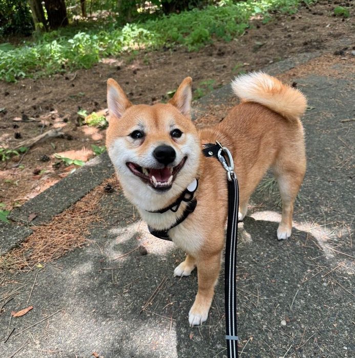 散歩を楽しむろくくん