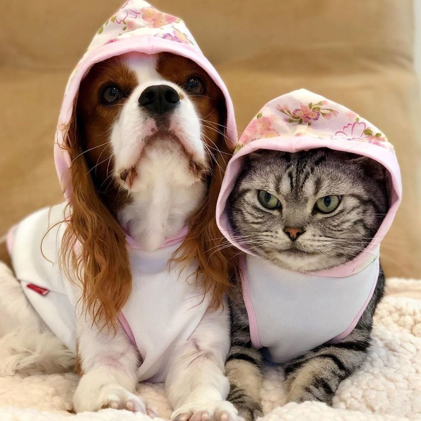 犬と猫 一緒に飼ってもケンカしない ほのぼの画像もご紹介 いぬのきもちweb Magazine 犬と猫 一緒に飼ってもケンカしない ほのぼの画像もご紹介 いぬのきもちweb Magazine