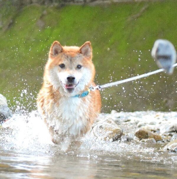 水遊びをする福くん