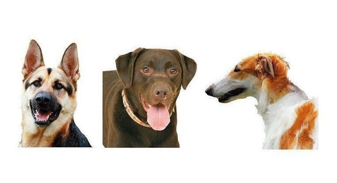 運動不足に気をつけて 動かないと体が ウズウズ しちゃう5犬種 いぬのきもちweb Magazine 運動不足に気をつけて 動かないと体が ウズウズ しちゃう5犬種 いぬのきもちweb Magazine