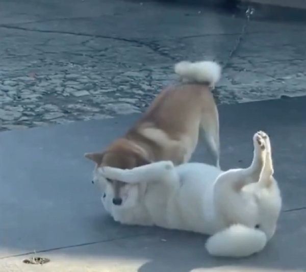 ワンプロするQ太郎くんとみかんちゃん