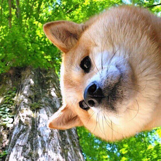 犬がセミを食べる理由と対処法 愛犬がセミを食べたらどうすればいいの？ いぬのきもち