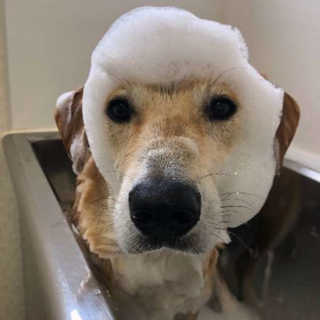 愛犬も満足 夏のシャンプー ドライをスムーズにする裏ワザ いぬのきもちweb Magazine 愛犬も満足 夏のシャンプー ドライをスムーズにする裏ワザ いぬのきもちweb Magazine