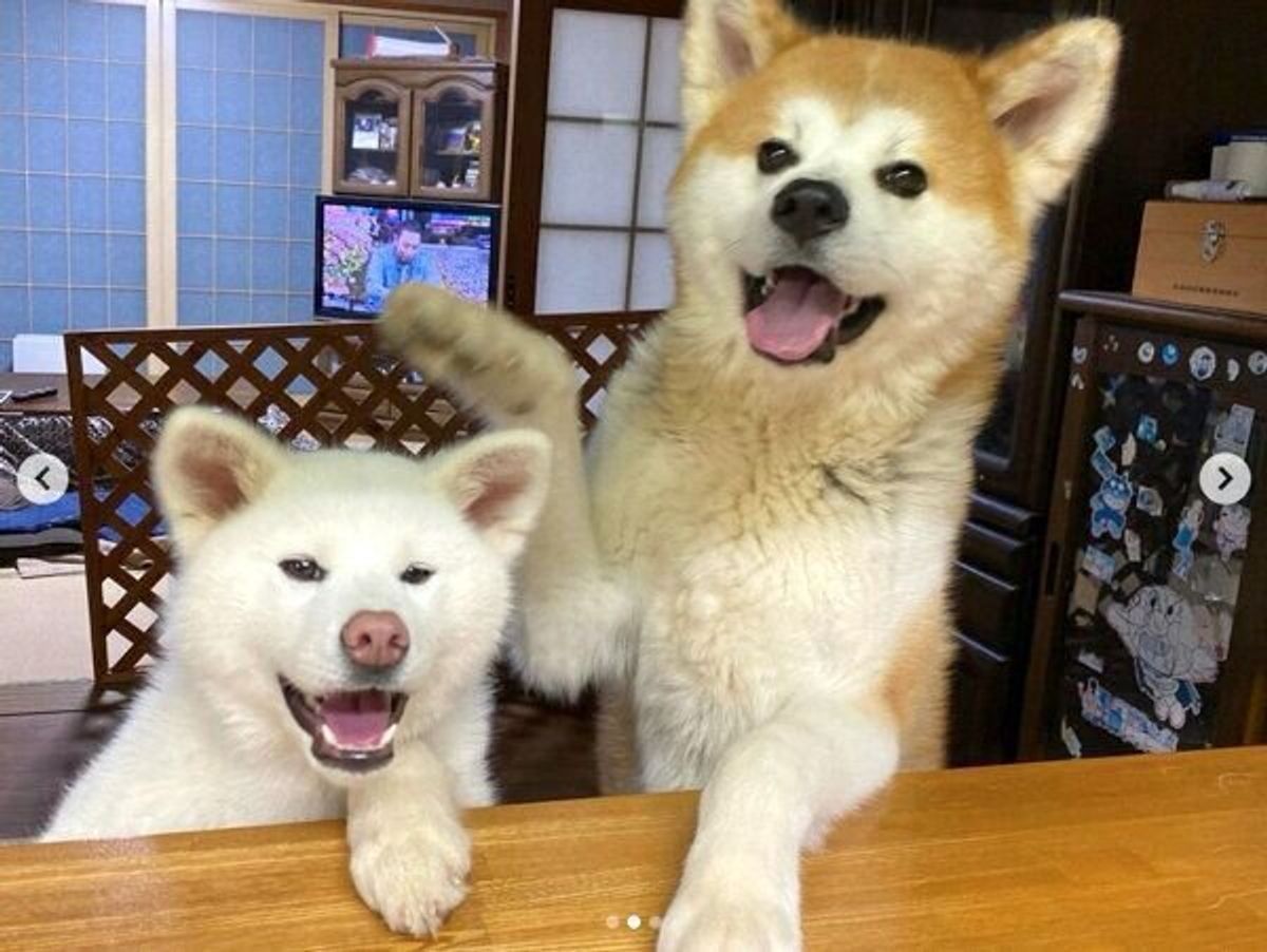 なんでやねん とツッコミ 秋田犬コンビが見せた 漫才 のようなやりとりが笑える いぬのきもちweb Magazine なんでやねん とツッコミ 秋田犬コンビが見せた 漫才 のようなやりとりが笑える いぬのきもちweb Magazine