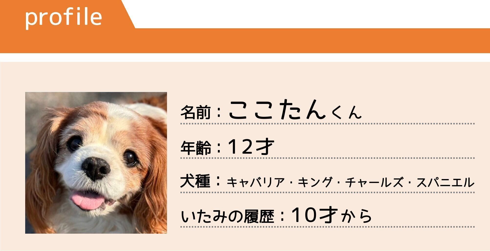 キャバリア・キング・チャールズ・スパニエルのここたんくん