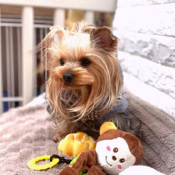 ヨークシャー・テリアのジュエルくん