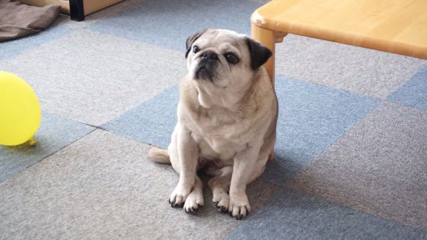 ごはんが待ちきれない