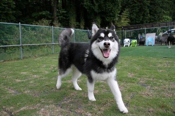 楽しそうな善丸くん