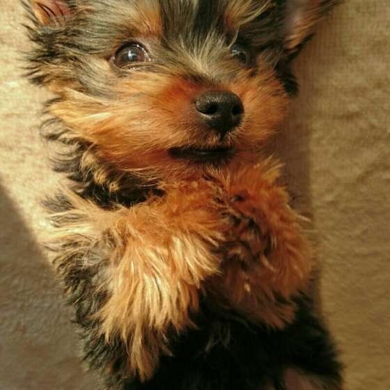 寝転がるヨークシャー・テリア