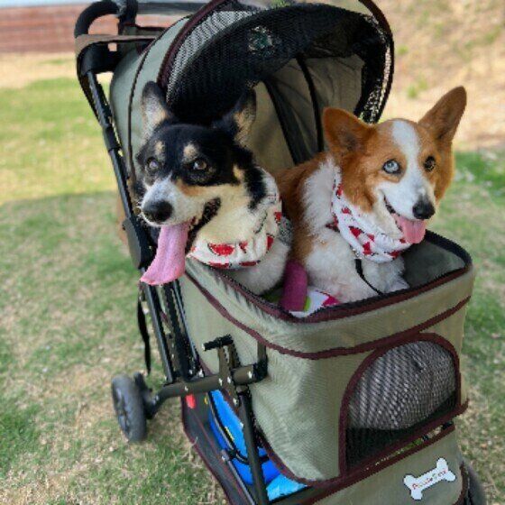 ウェルシュ・コーギー・ペンブロークのたびちゃん