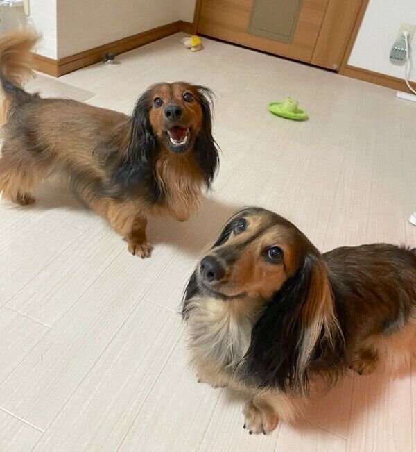 「あそぼ」とアピールする、るのんくんとかるちゃん