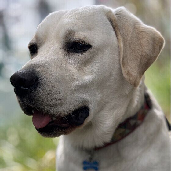 ラブラドール・レトリーバー いぬのきもち