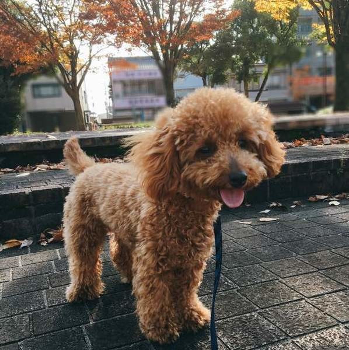 愛犬が葉っぱやつむじ風を追いかけるのはなぜ 犬の驚くべき身体能力に迫る いぬのきもちweb Magazine 愛犬が葉っぱやつむじ風を追いかけるのはなぜ 犬の驚くべき身体能力に迫る いぬのきもちweb Magazine