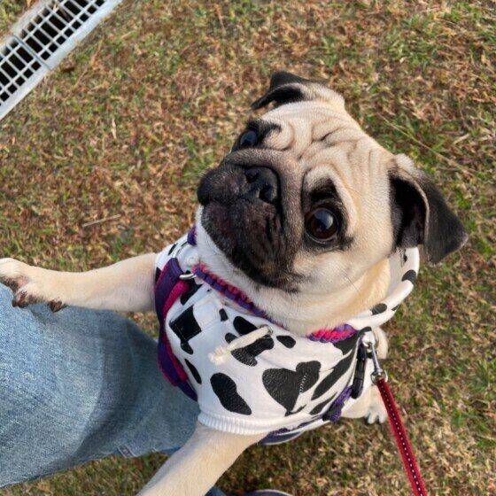 パグの特徴と性格 飼い方 価格相場など 犬図鑑 いぬのきもちweb Magazine