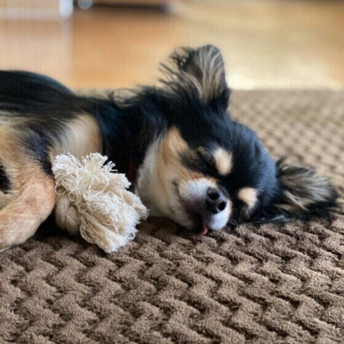 意外と知らない 犬の睡眠のヒミツ を探る 犬の平均睡眠時間はどれくらい いぬのきもちweb Magazine 意外と知らない 犬の睡眠のヒミツ を探る 犬の平均睡眠時間はどれくらい いぬのきもちweb Magazine