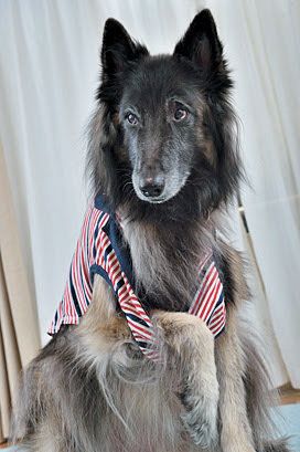 シニア犬と洋服