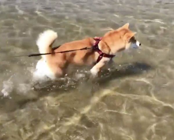 海で遊ぶ柴犬