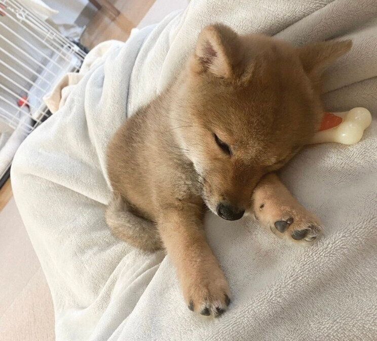骨型のおもちゃを枕に眠るごんくん