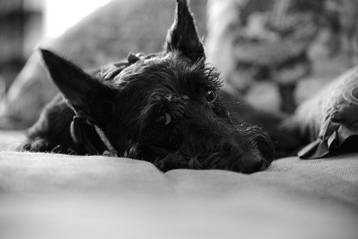 スコティッシュ・テリア