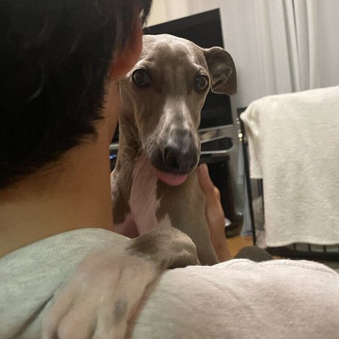 飼い主さんとハグをするプットくん
