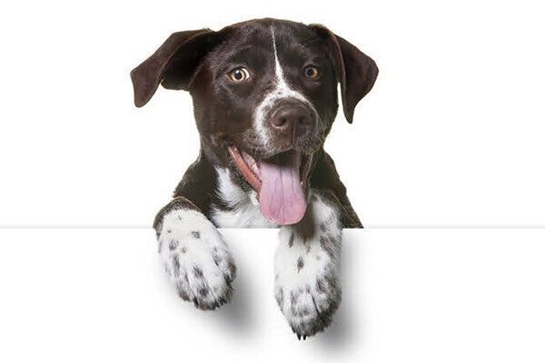 笑顔の犬