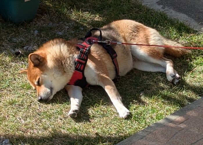 芝生の上で横になるののちゃん