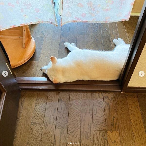 娘さんの部屋の出入口で眠るきなこちゃん