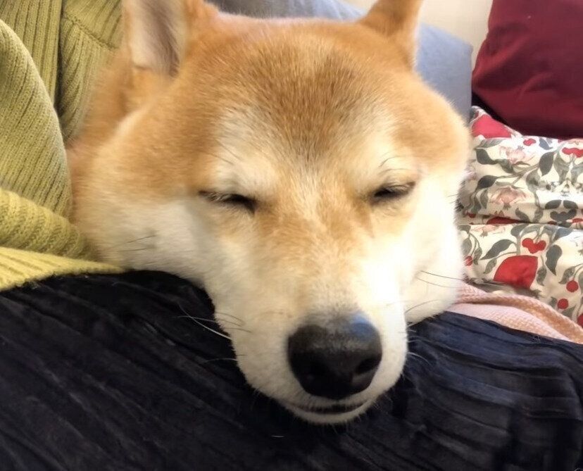 寝る犬