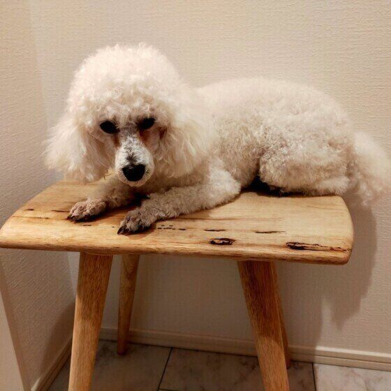 トイ・プードルのハルちゃん
