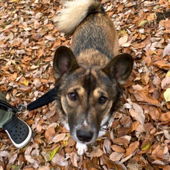 散歩する犬
