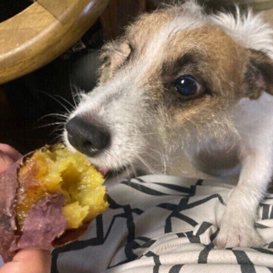 差し出された焼き芋にかじりついているジャック・ラッセル・テリア