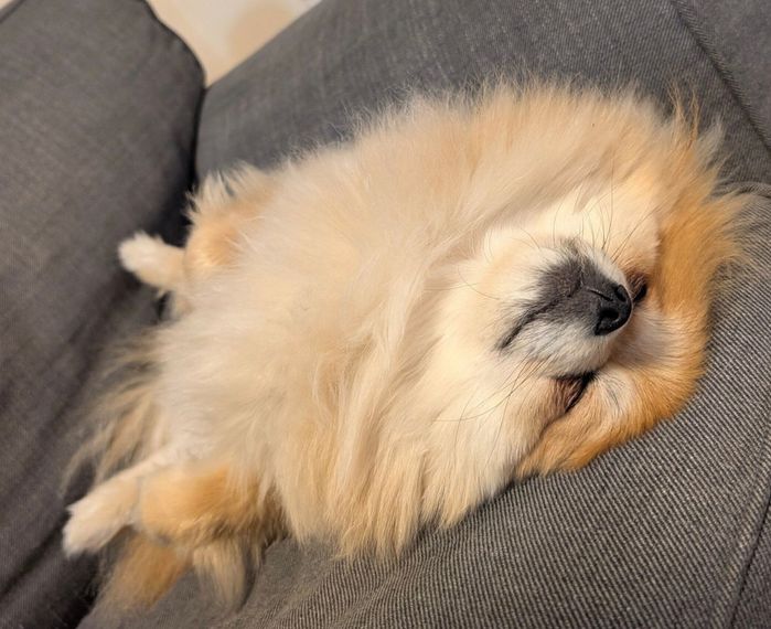 ヘソ天するぽてちくん