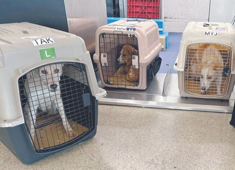 現在は他県の保護活動家とも提携して、現地の保護犬たちを東京に空輸して新しい家族を探す活動をしています。搬送ボランティアの協力も仰ぎます