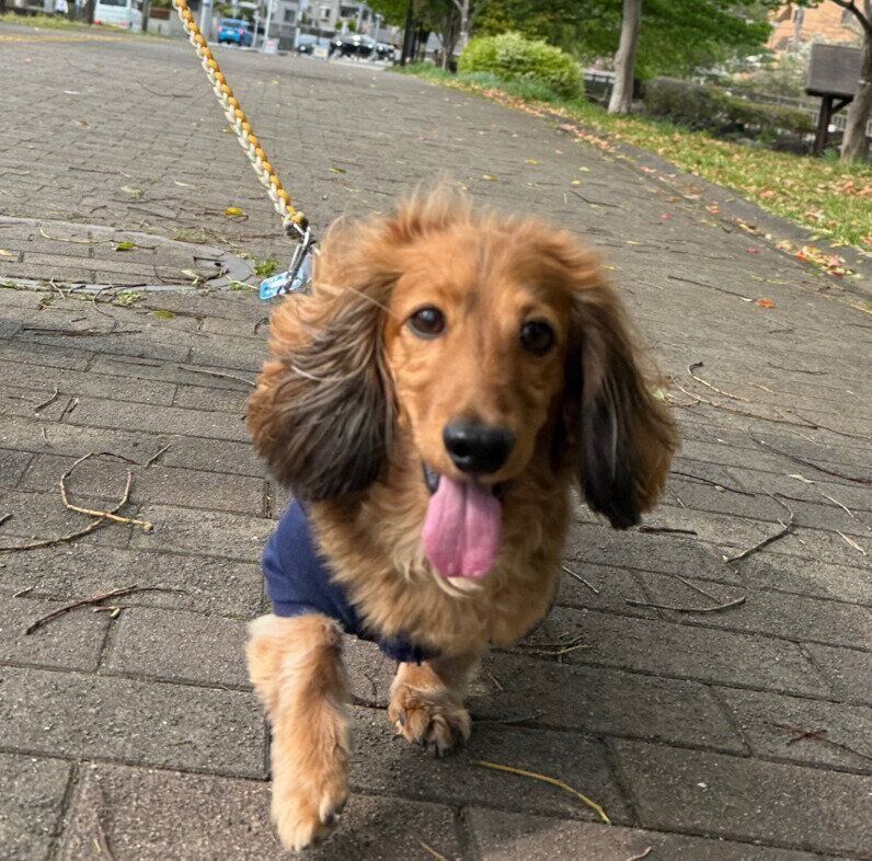 「おいで～」と呼んだら笑顔の表情で来てくれるミニチュア・ダックスフンド