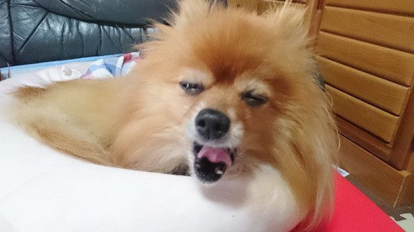 あくびをするポメラニアン