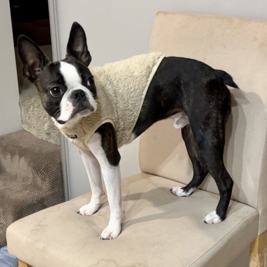 1才になったチャビィくん　子犬時代の服は丈が短くなってしまったよう