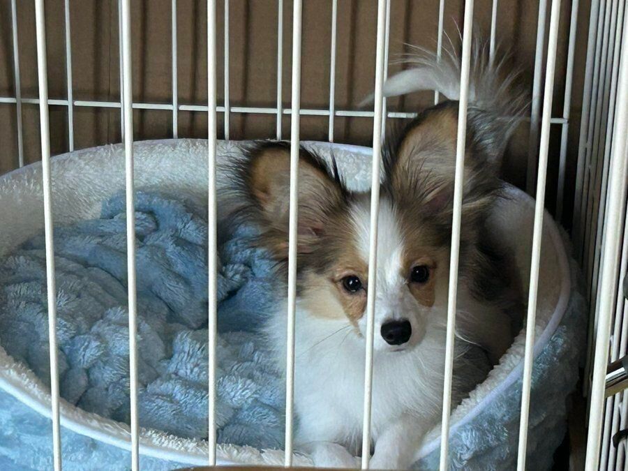 生後4カ月のパピヨン