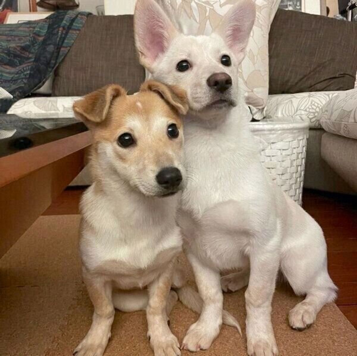 宮古島の保健所に収容されていた臆病な姉妹犬 家族になって1年 苦手を克服しようとする姿に成長を実感 いぬのきもちweb Magazine 宮古島の保健所に収容されていた臆病な姉妹犬 家族になって1年 苦手を克服しようとする姿に成長を実感 いぬのきもちweb Magazine