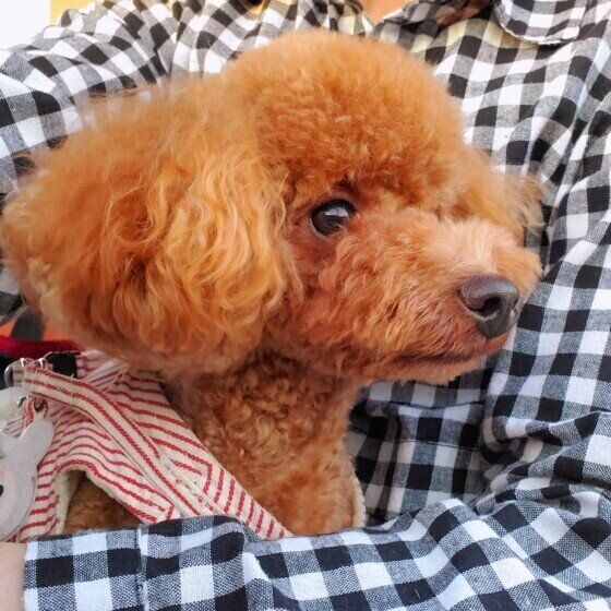 愛犬を正しく抱っこできている？ ダメな犬の抱き方を獣医師に聞いた いぬのきもち