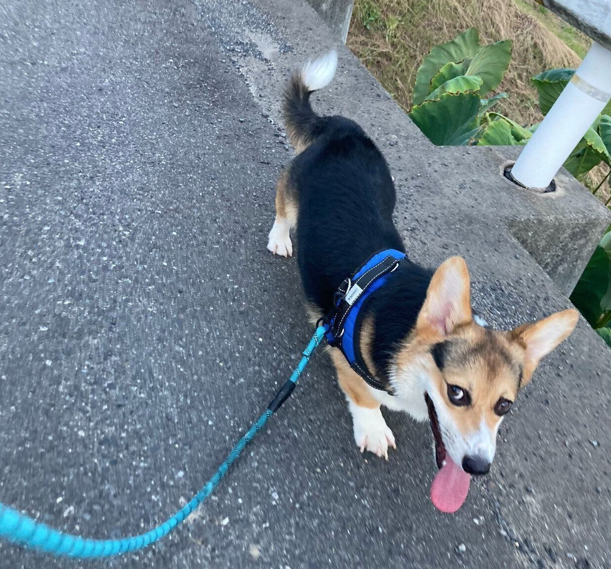 散歩を楽しむくろまるくん