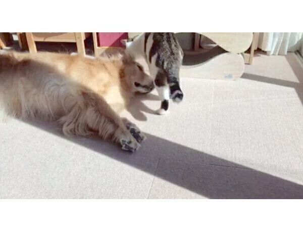 仲良く日向ぼっこする小麦ちゃん、豆ちゃん