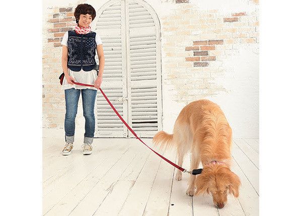 散歩するゴールデン・レトリーバー