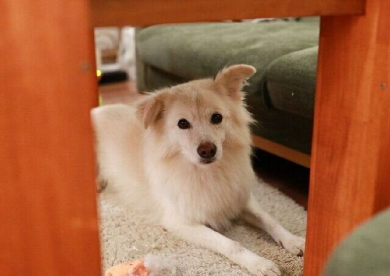 悩ましい大吉の弱点 穴澤賢の犬のはなし いぬのきもちweb Magazine 悩ましい大吉の弱点 穴澤賢の犬のはなし いぬのきもちweb Magazine